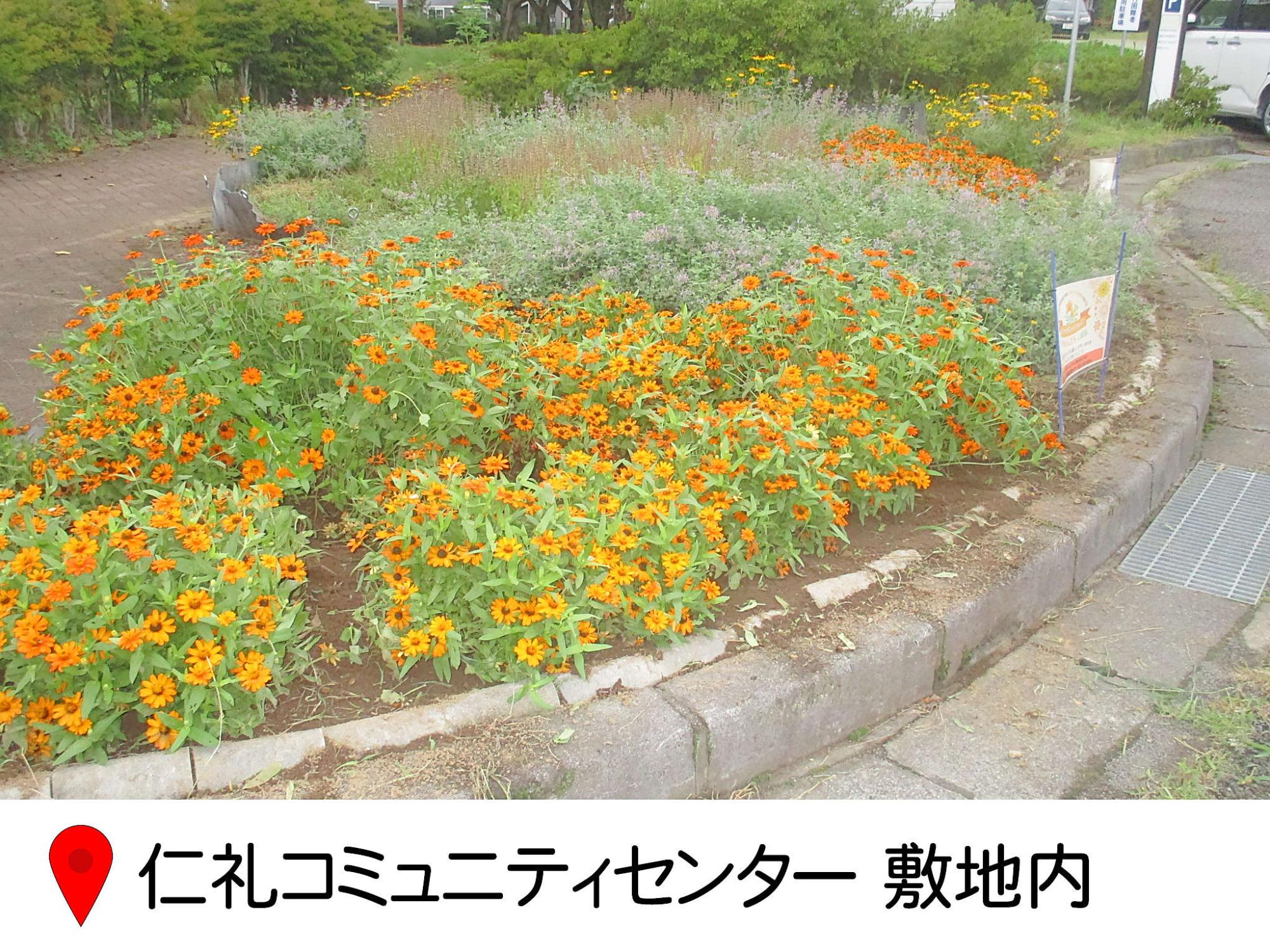 仁礼コミュニティセンター敷地内の花壇の写真。半円形の花壇に認知症オレンジガーデニングの札が建てられ、オレンジの花が植えられている。