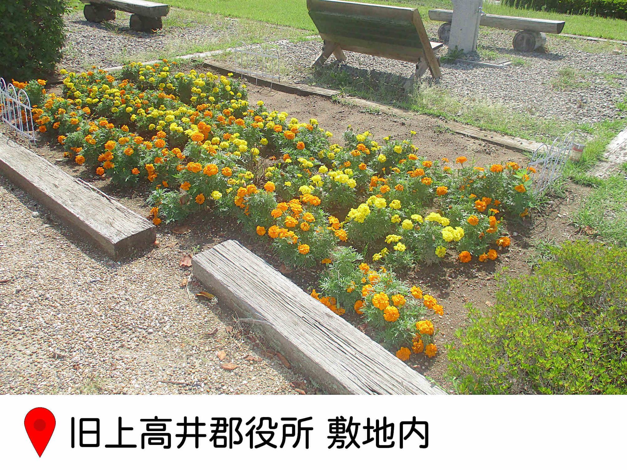 旧上高井郡役所の庭の花壇の写真。黄色とオレンジの花が植えられ、そばには木製のベンチがあり、憩いの場になっている様子がうかがえる。