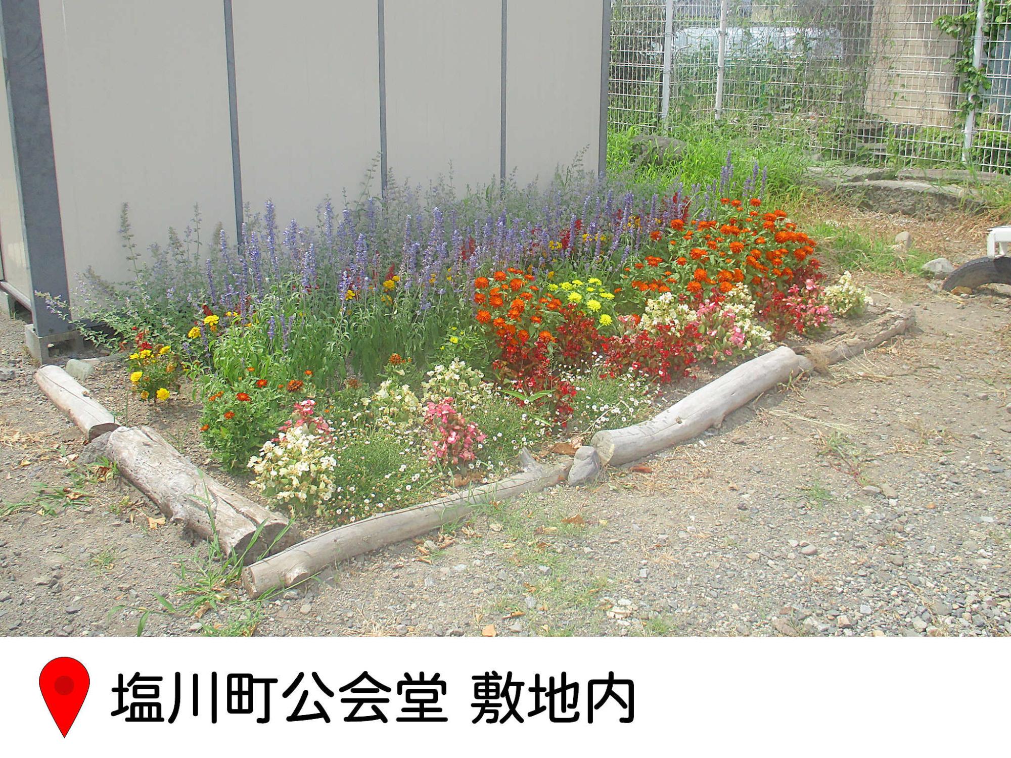 塩川町公会堂敷地内の花壇の写真。イロトリドリの花が植えられている。