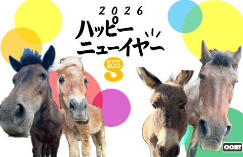 横向き年賀状 1枚目の画像。2026年ハッピーニューイヤとカタカナで中心に書かれ、そのまわりを3匹のポニーと1匹のロバが正面を向いた写真が取り囲む。背景はビビットカラーの大きめの水玉模様。
