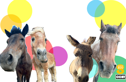 2026年横向年賀状 2枚目の画像。3匹のポニーと1匹のロバが正面を向く。2026やハッピーニューイヤーなどの文字はない。背景はビビットカラーの大き目の水玉模様。