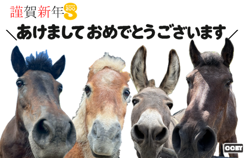 2026年横向年賀状画像1枚目。3匹のポニーと1匹のロバが正面にドアップにうつる。左上に、謹賀新年とあけましておめでとうございますの文字。背景は白の無地、シンプル。