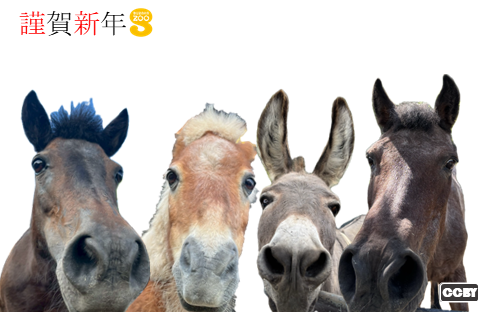 2026年年賀状横向の画像4枚目。3匹のポニーと1匹のロバがドアップで正面を向く。左上に謹賀新年とかかれており、背景は無地の白でシンプル。
