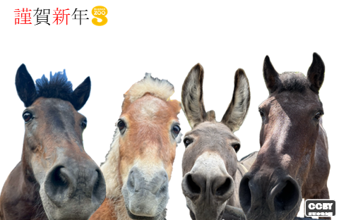 2026年年賀状横向の画像4枚目。