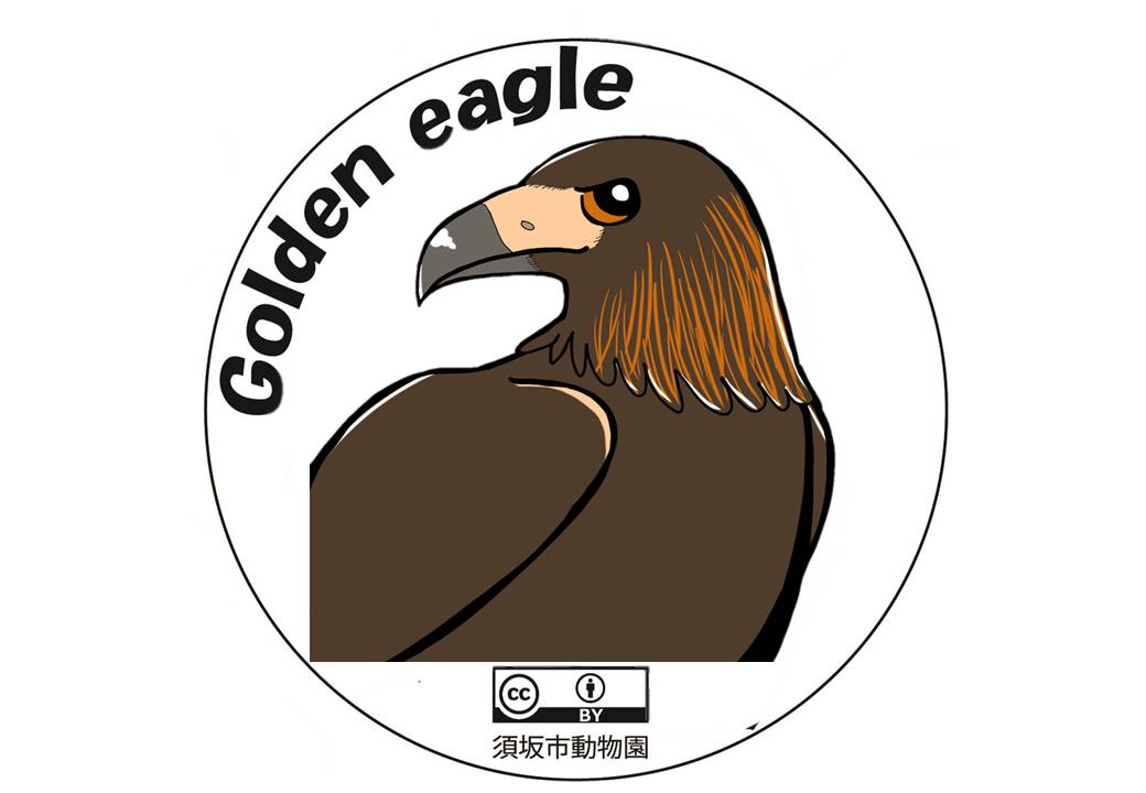 Golden eagle 左を向いたニホンイヌワシのイラスト