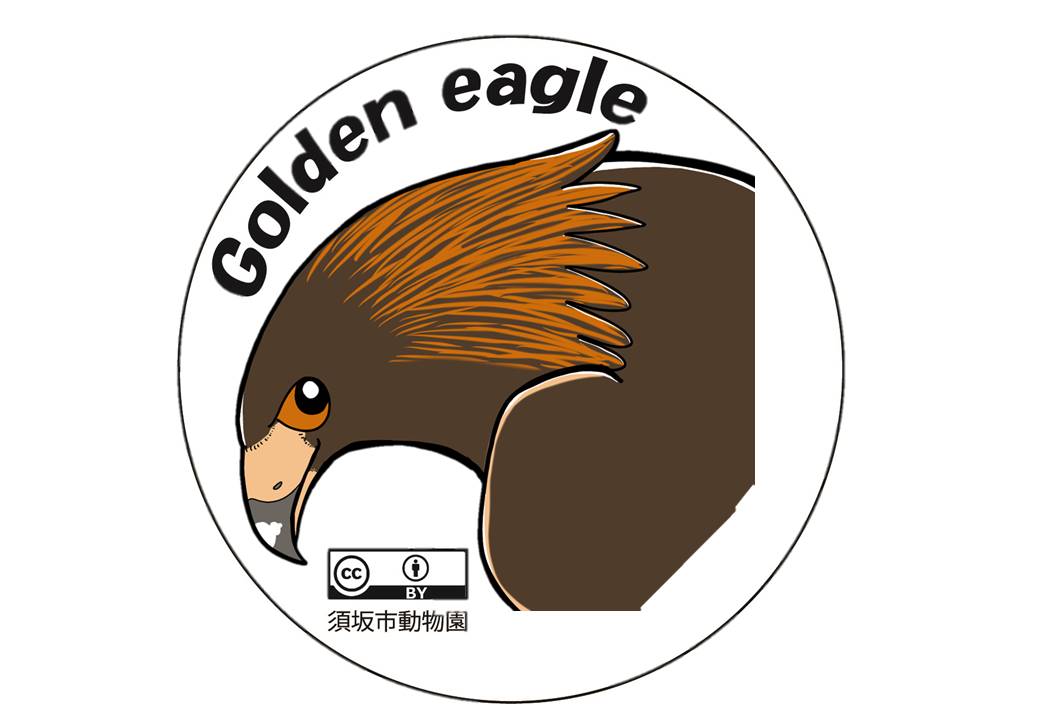 Golden eagle 顔を下に向けたニホンイヌワシのイラスト