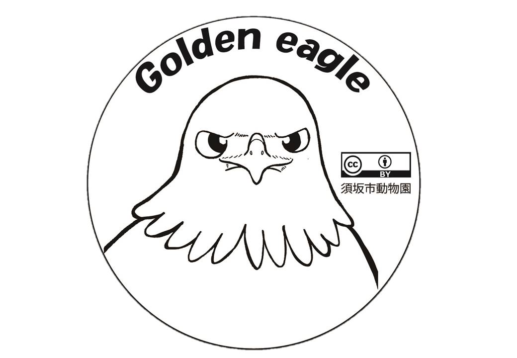 Golden eagle 真正面を向いたニホンイヌワシの白黒のイラスト