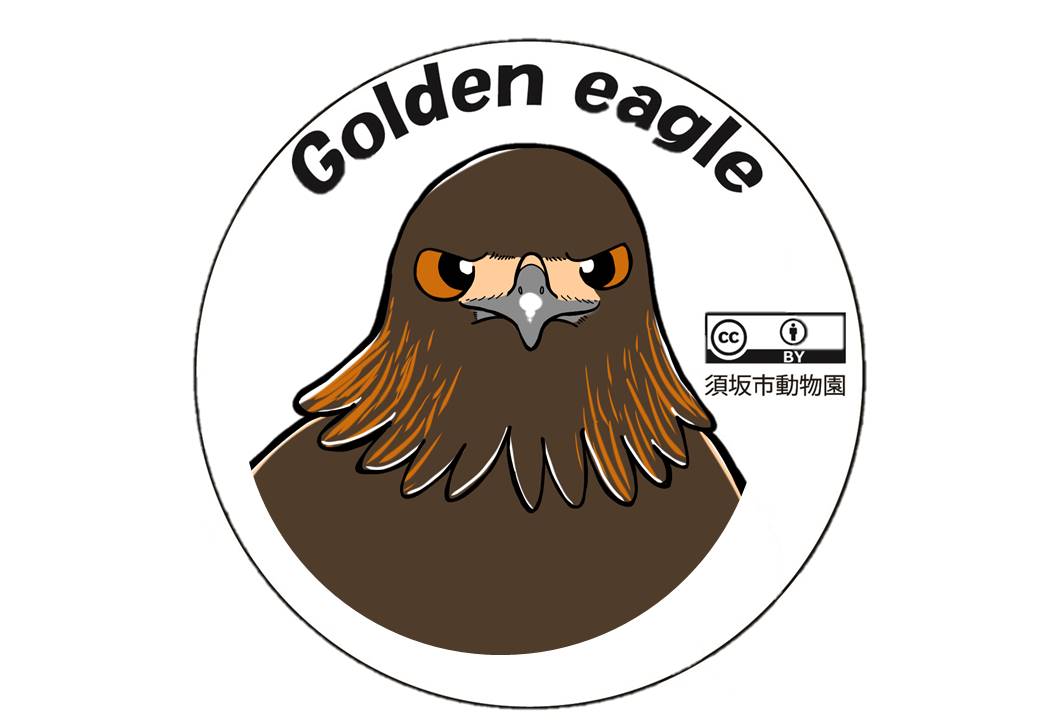 Golden eagle 真正面を向いたニホンイヌワシのイラスト