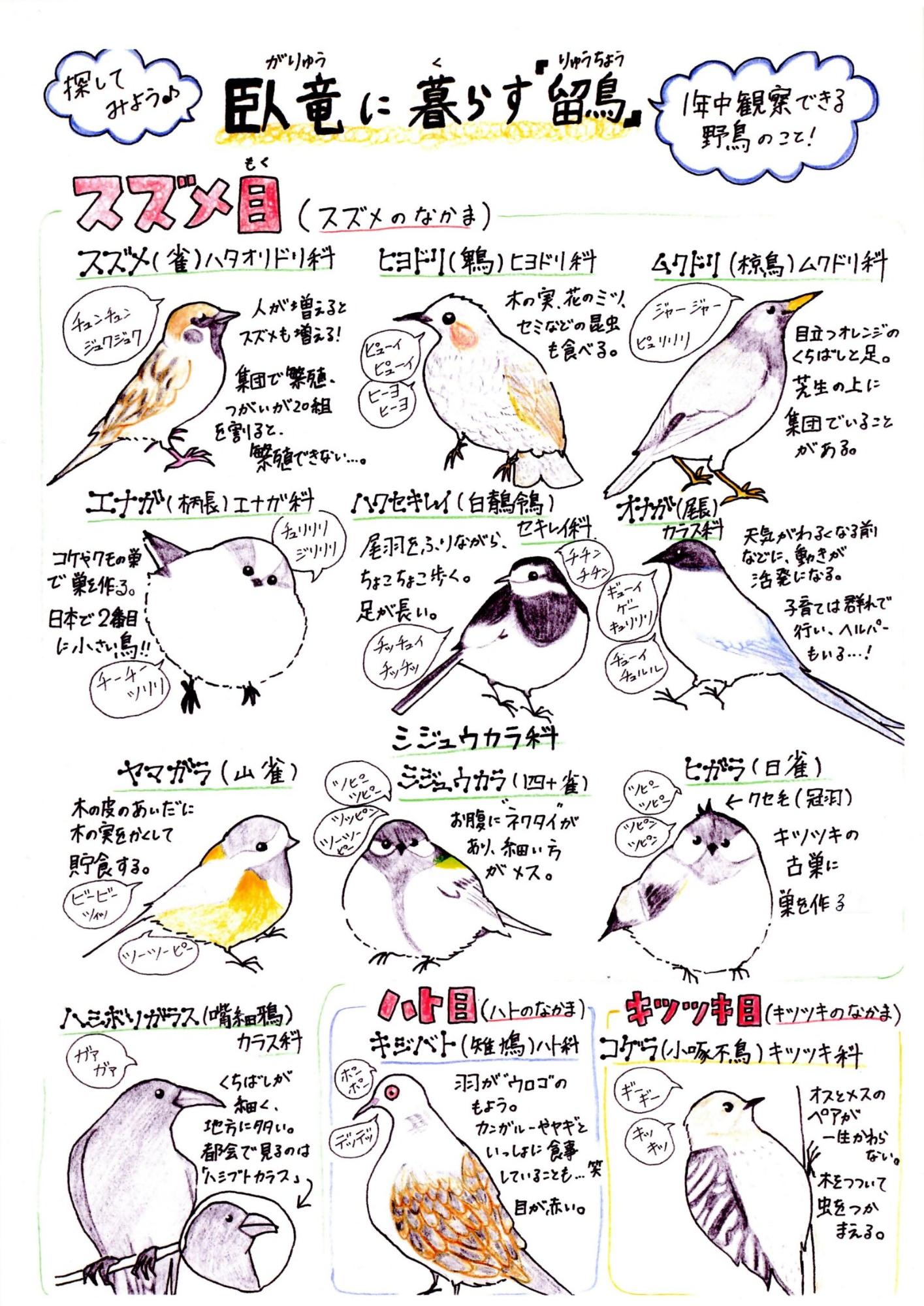 臥竜に暮らすスズメやキジバト、コゲラなど描かれた「留鳥」のイラスト