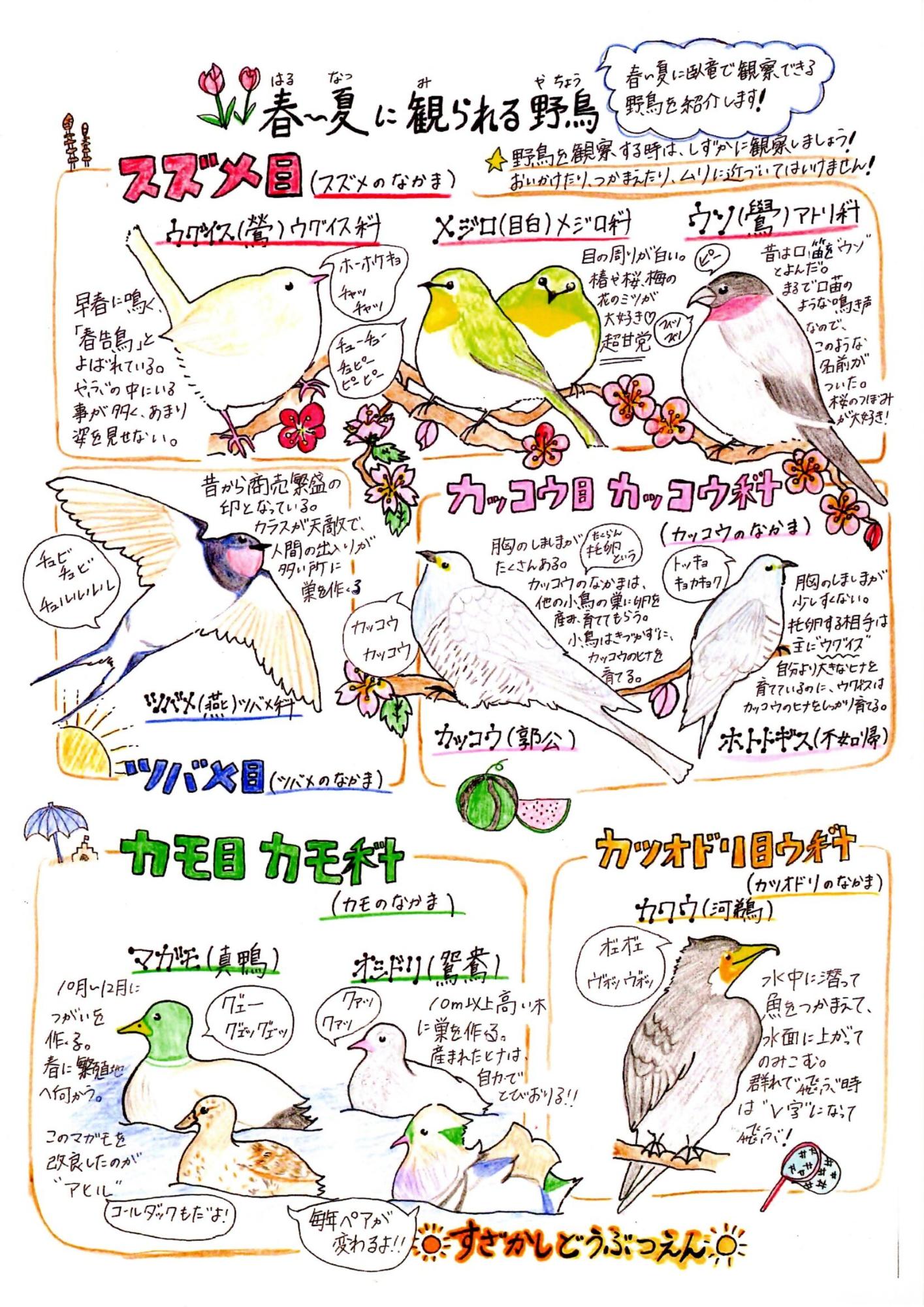 春から夏に観られるウグイスやツバメ、カッコウなどが描かれた野鳥のイラスト