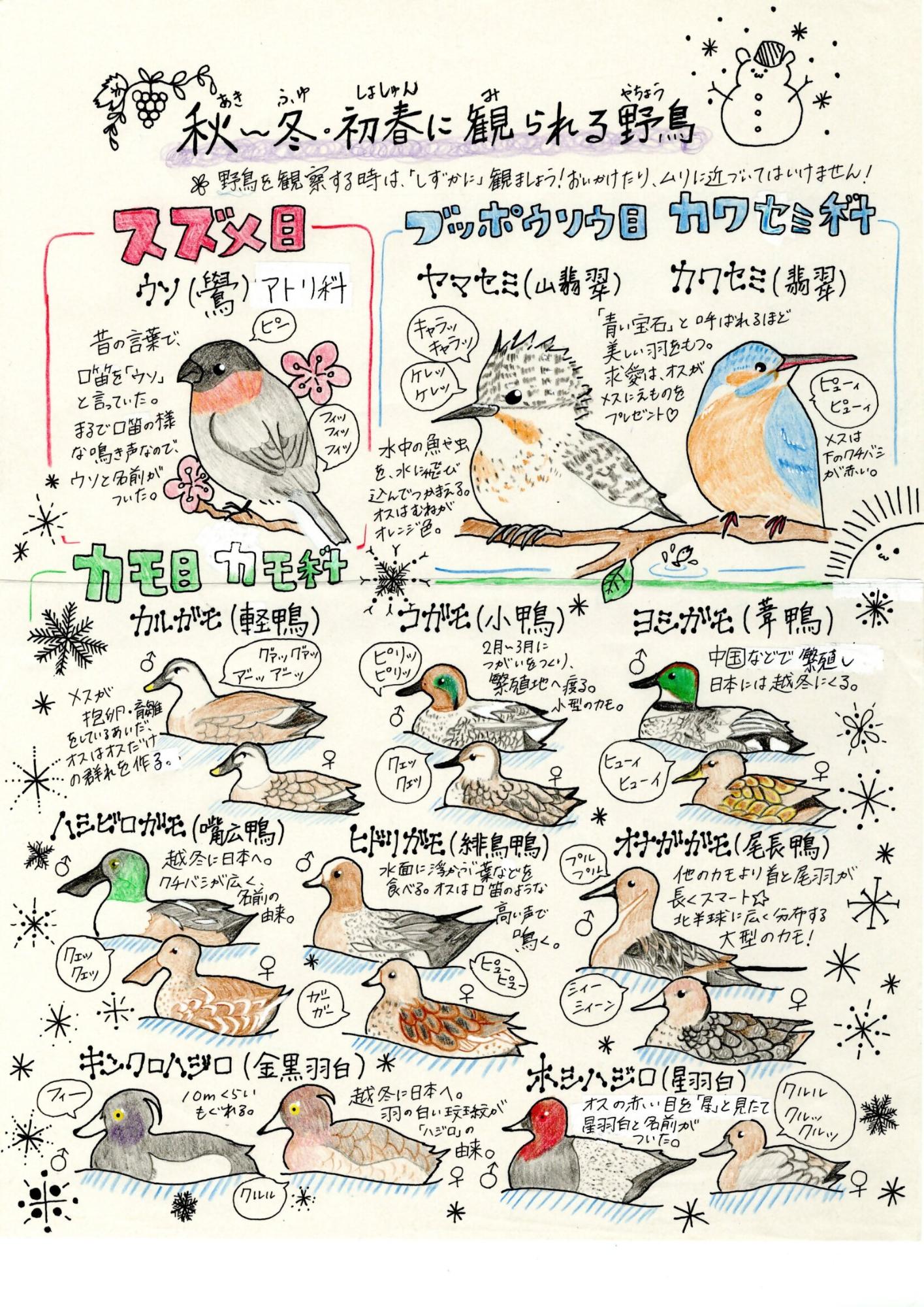 秋から冬、初春に観られるカワセミやカルガモ、ホシハジロなどが描かれた野鳥のイラスト