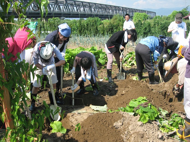 後ろに橋がかかり、木々がはえている手前にある畑で、長靴を履きタオルを首に巻きスコップを使ってごぼうを収穫しようと掘り起こしている複数人の生徒たちの写真