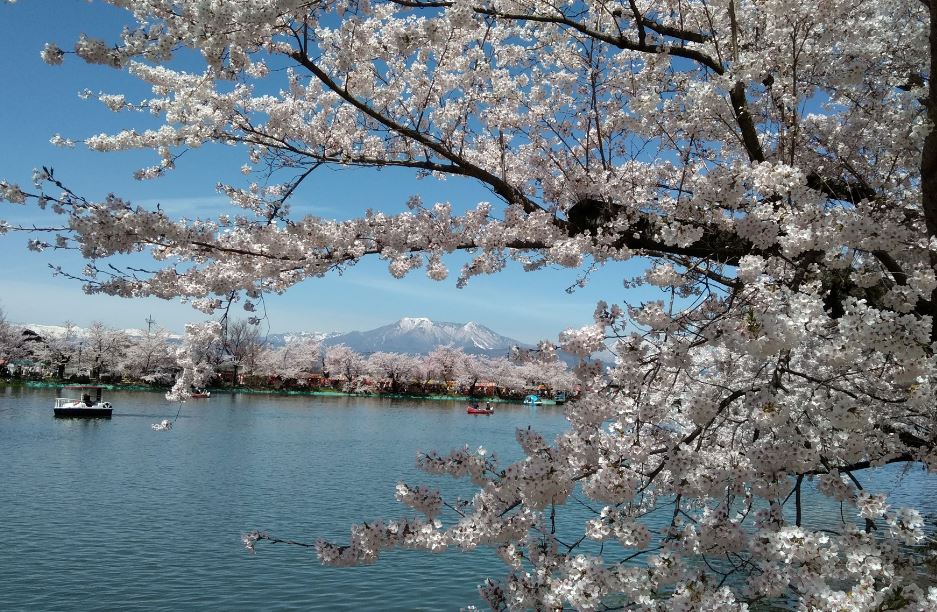 青い空と池をバッグに満開に咲く桜の写真
