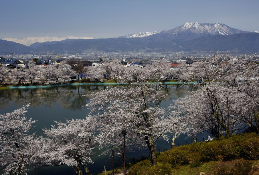 遠くに連なる山々と満開の桜が池の水面に映っている様子の写真
