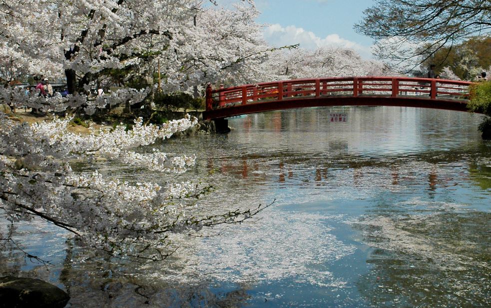 満開の桜と池に架かる赤い橋の写真