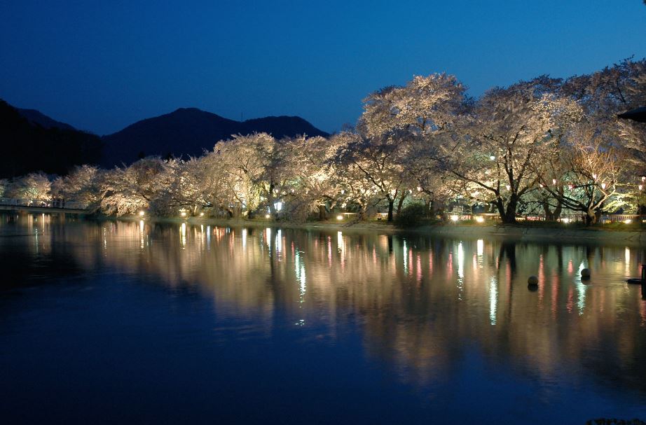 ライトアップされた幻想的な池と満開の桜が並ぶ写真