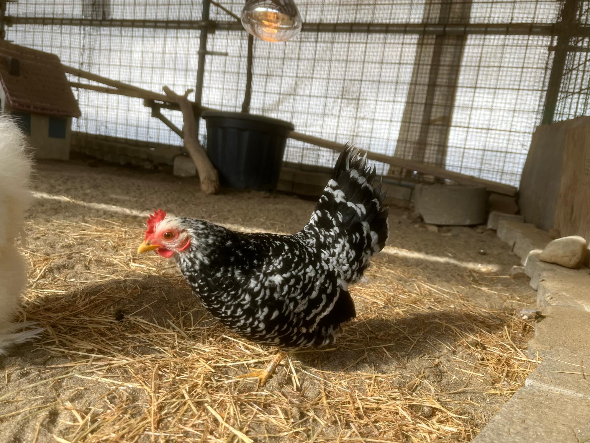 須坂動物園のゴイシチャボ