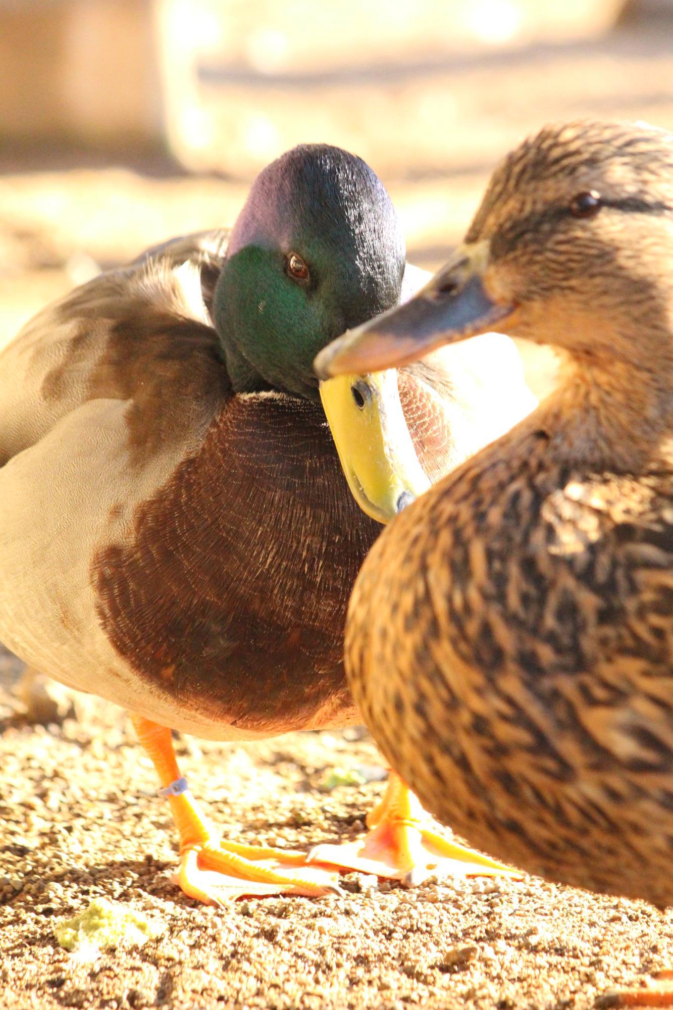 須坂動物園のマガモ