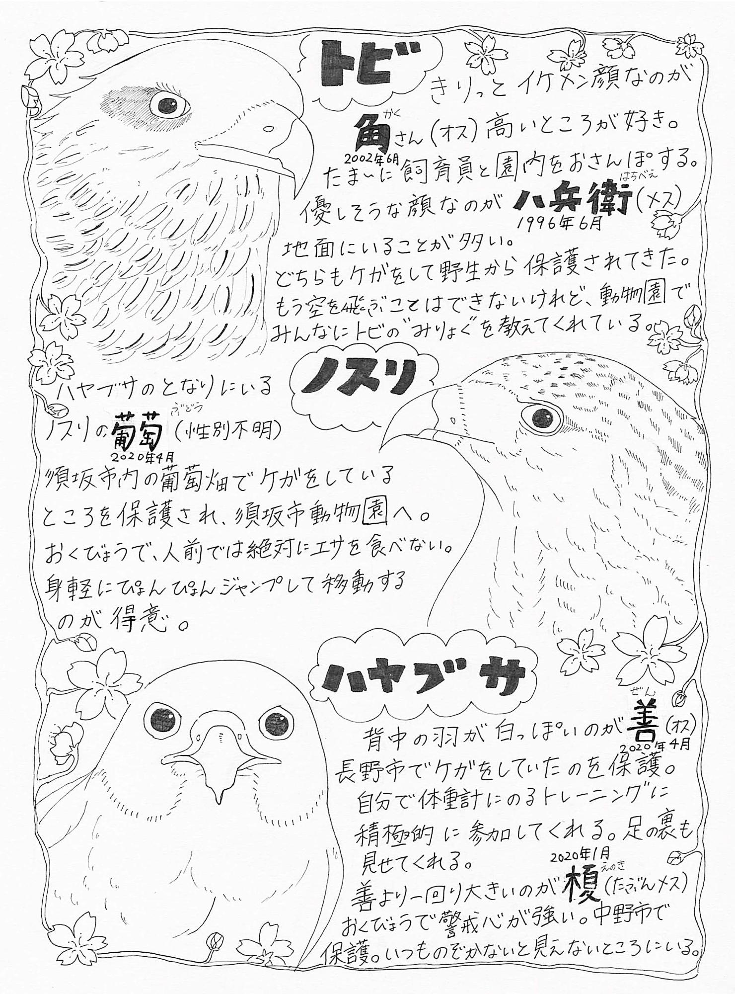 トビ、ノスリ、ハヤブサのイラストを特徴が書かれたムースの猛禽だより ナンバー1