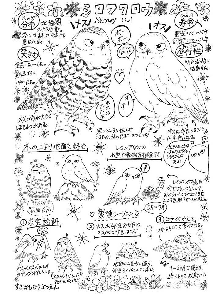 シロフクロウの特徴やオスとメスのイラストが描かれたムースの猛禽だより ナンバー2