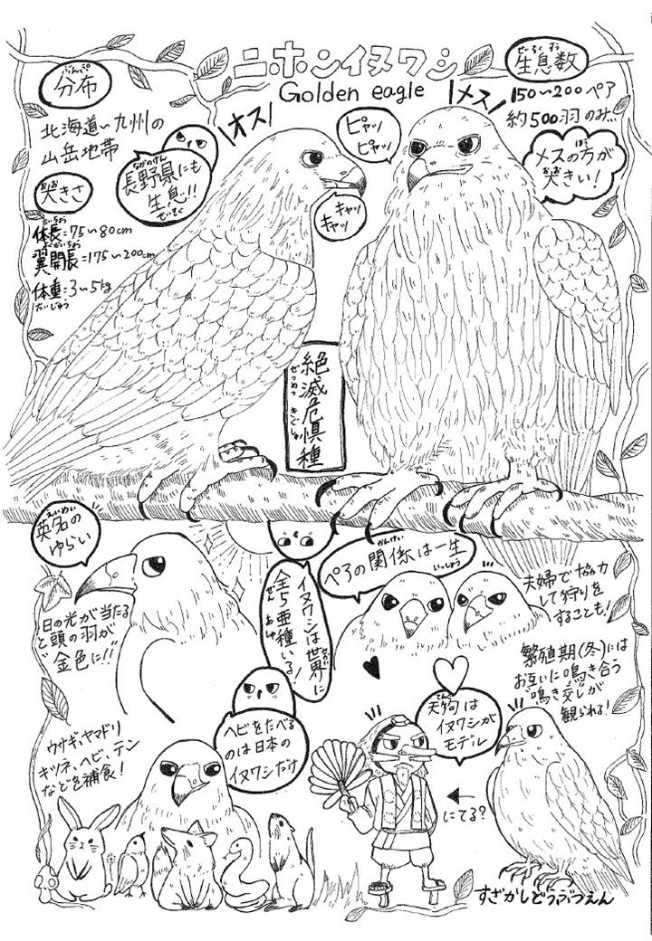 ニホンイヌワシの特徴とイラストが描かれたムースの猛禽だよりナンバー3