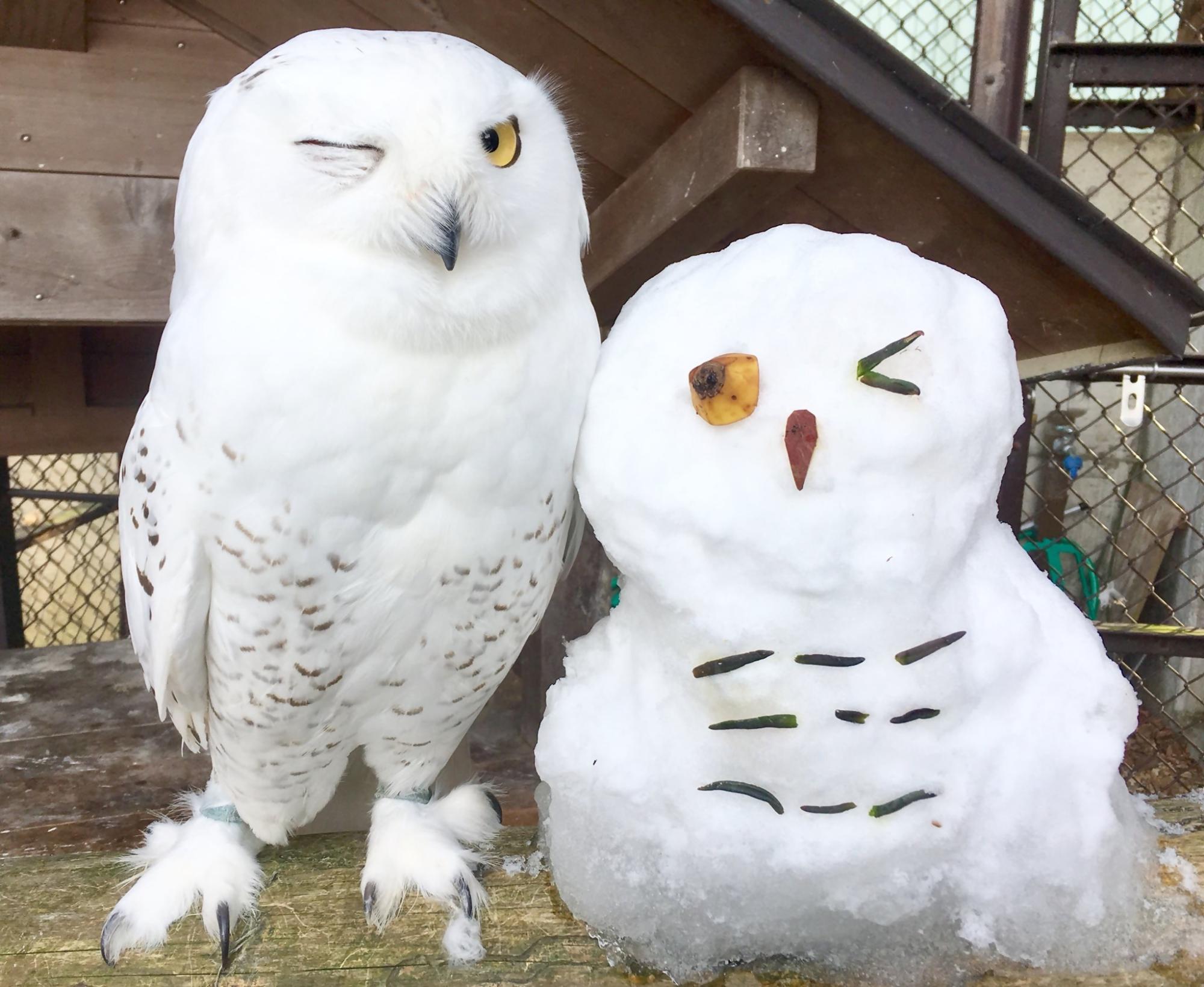 片目をウインクしているシロフクロウ。隣には雪だるまで作った同じ姿のシロフクロウ。鏡に映っているかのよう。