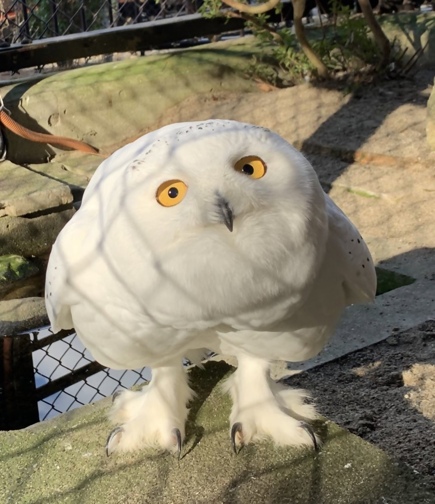 シロフクロウが下から見上げるように上を向いている写真
