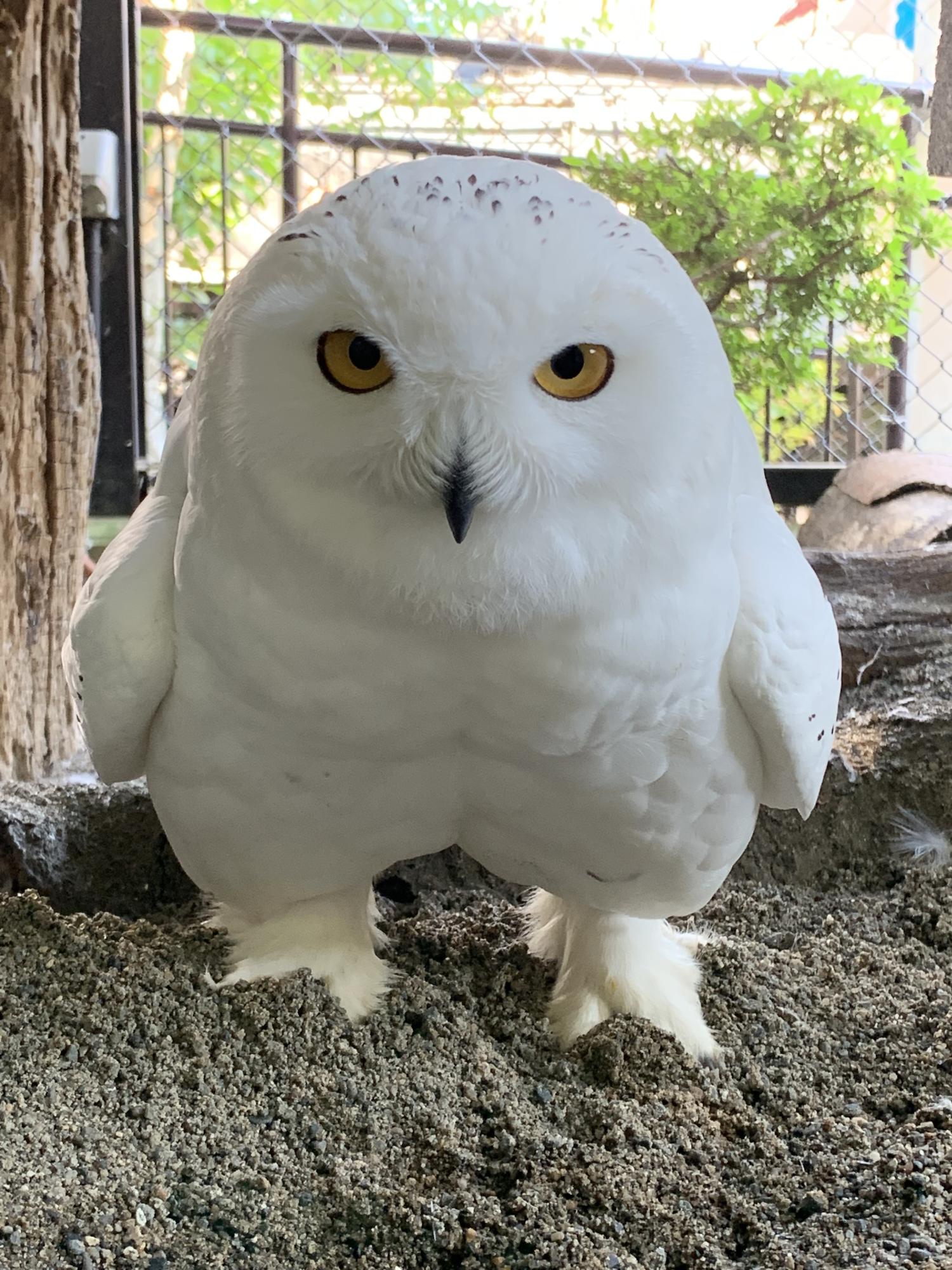 シロフクロウを正面から。めちゃくちゃ見つめられている。