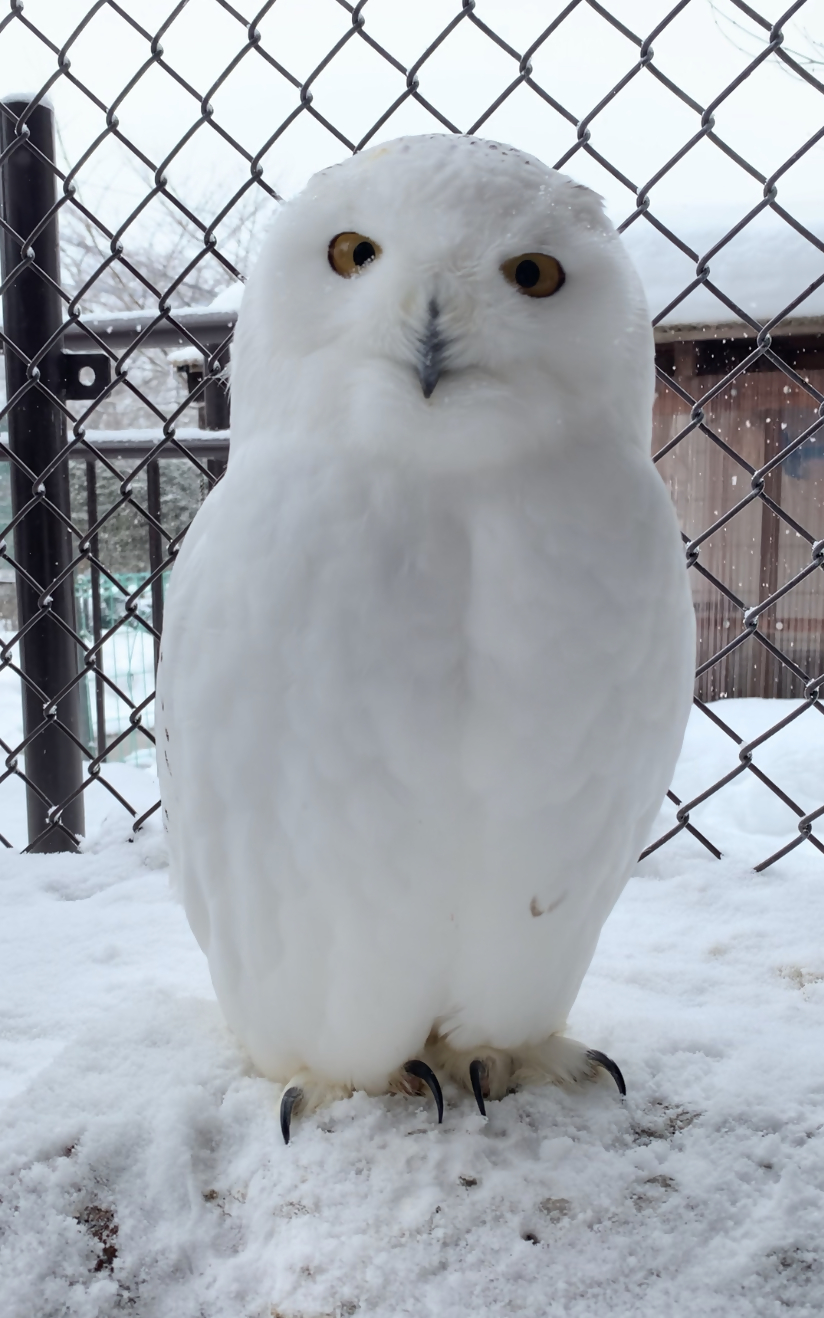 雪の日のシロフクロウ。地面に直立している。雪景色に同化している。
