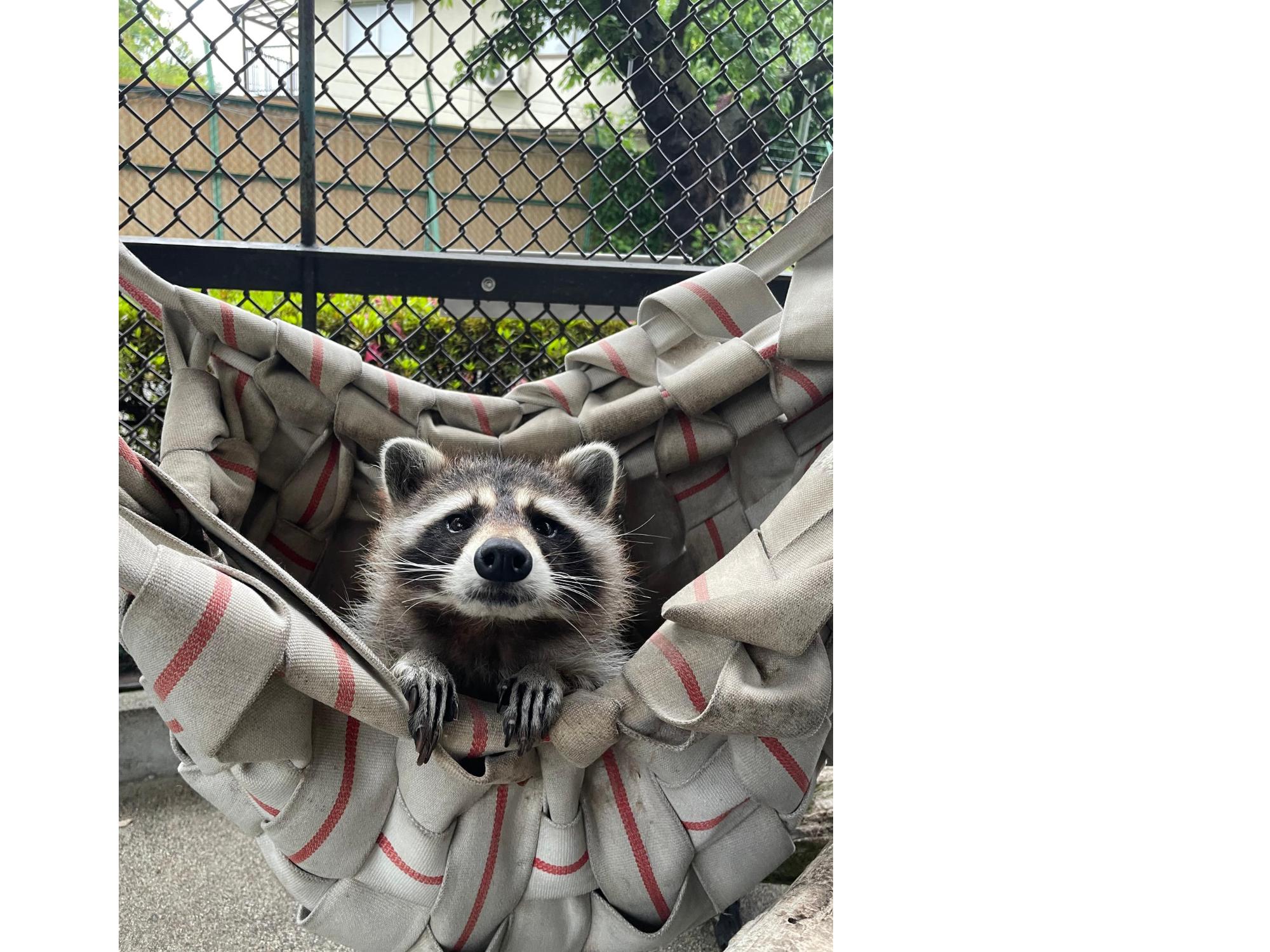 アライグマが消防ホースで編んだハンモックから顔を出している