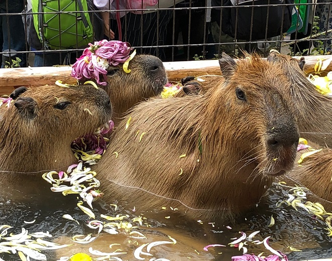 カピバラが数頭、温泉に入っている。菊の花びらが入った菊風呂。