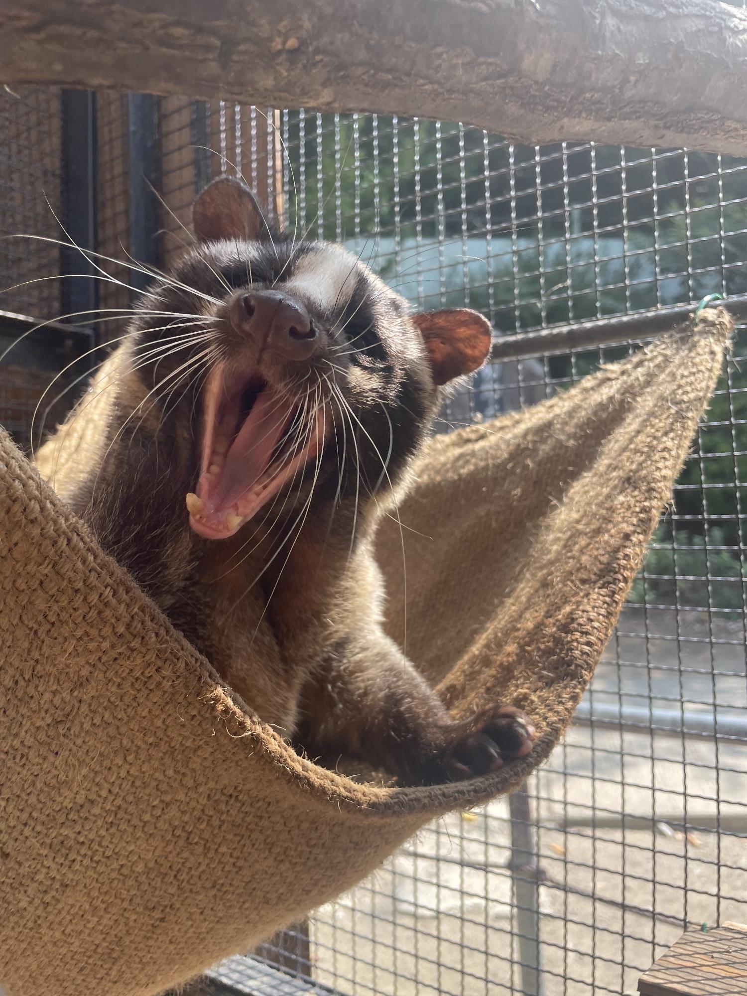 ハクビシン。獣舎の中の麻袋で作られたハンモックの上で大あくび