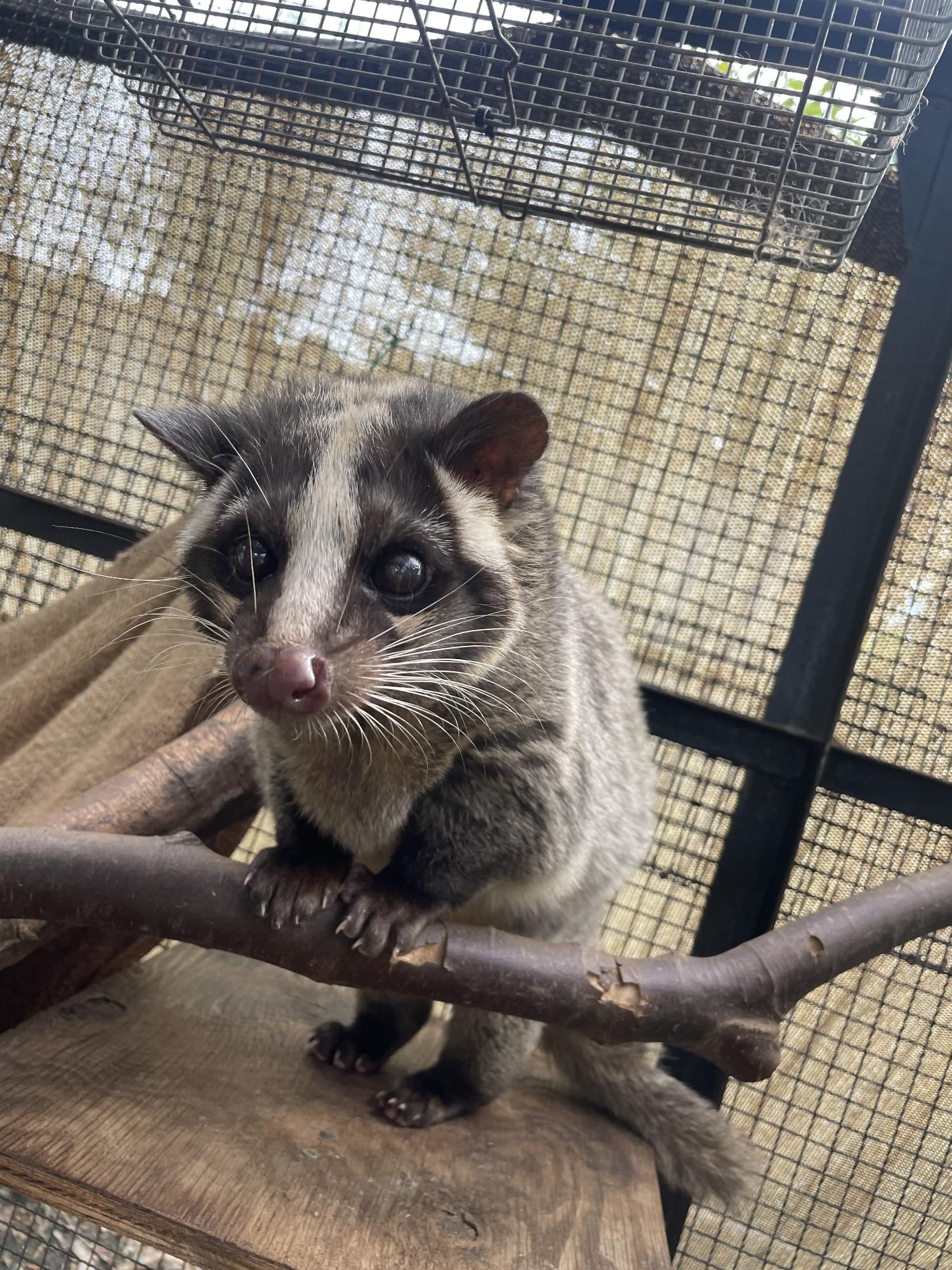 ハクビシン。獣舎の中にある細めの枝に両方の前足をかけて半立ち、すました顔でこちらを見ている。