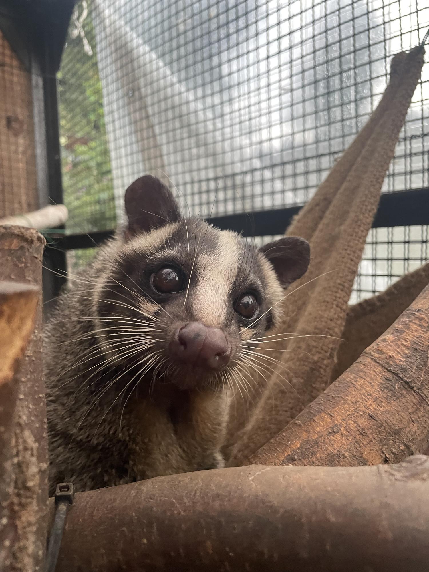 ハクビシン。獣舎の中で、枝やハンモックの隙間から顔を出してきょとんとした顔で正面を向いている。