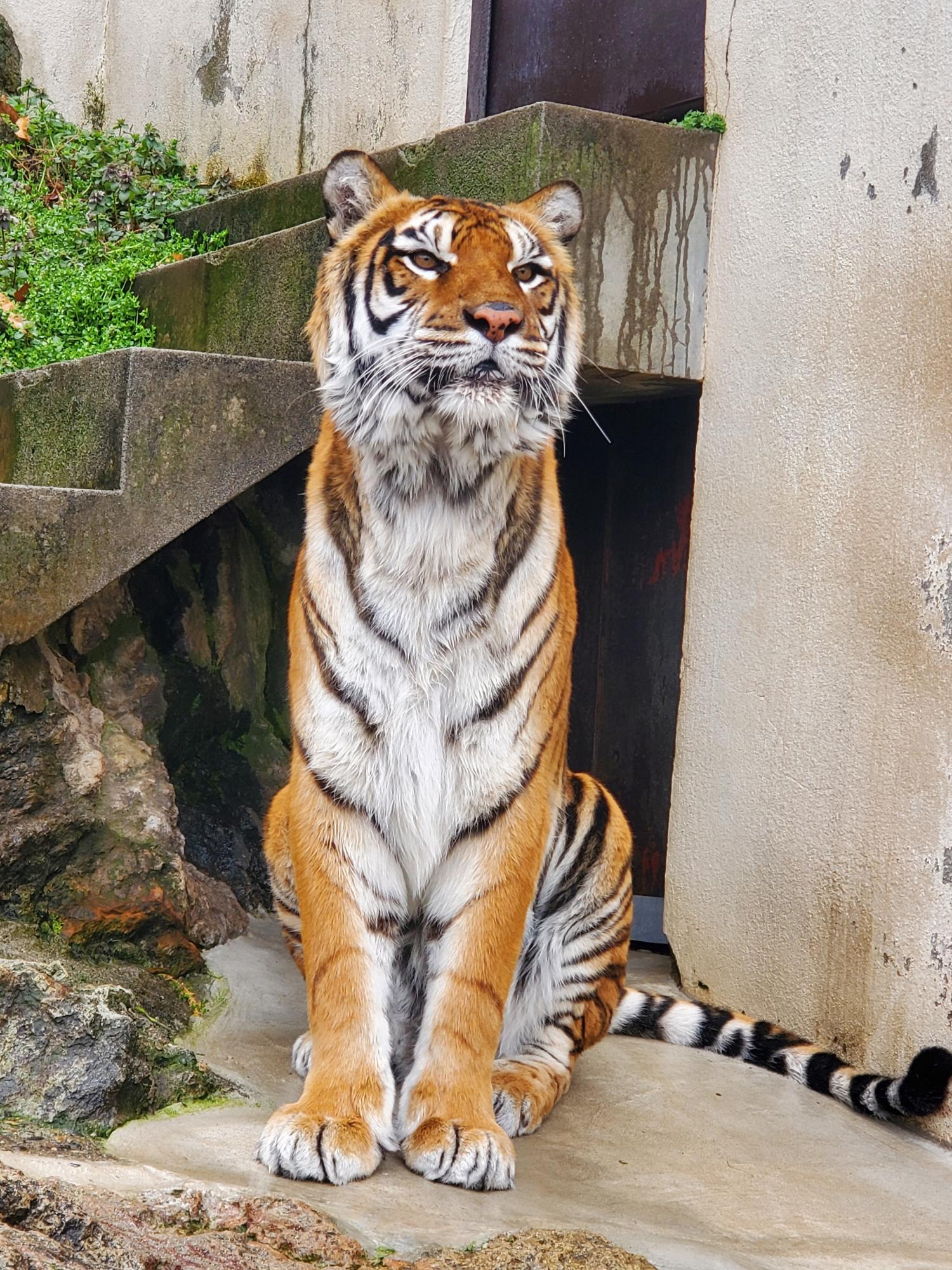 ベンガルトラのミオ。すまして座る姿を引きで全身ショット。