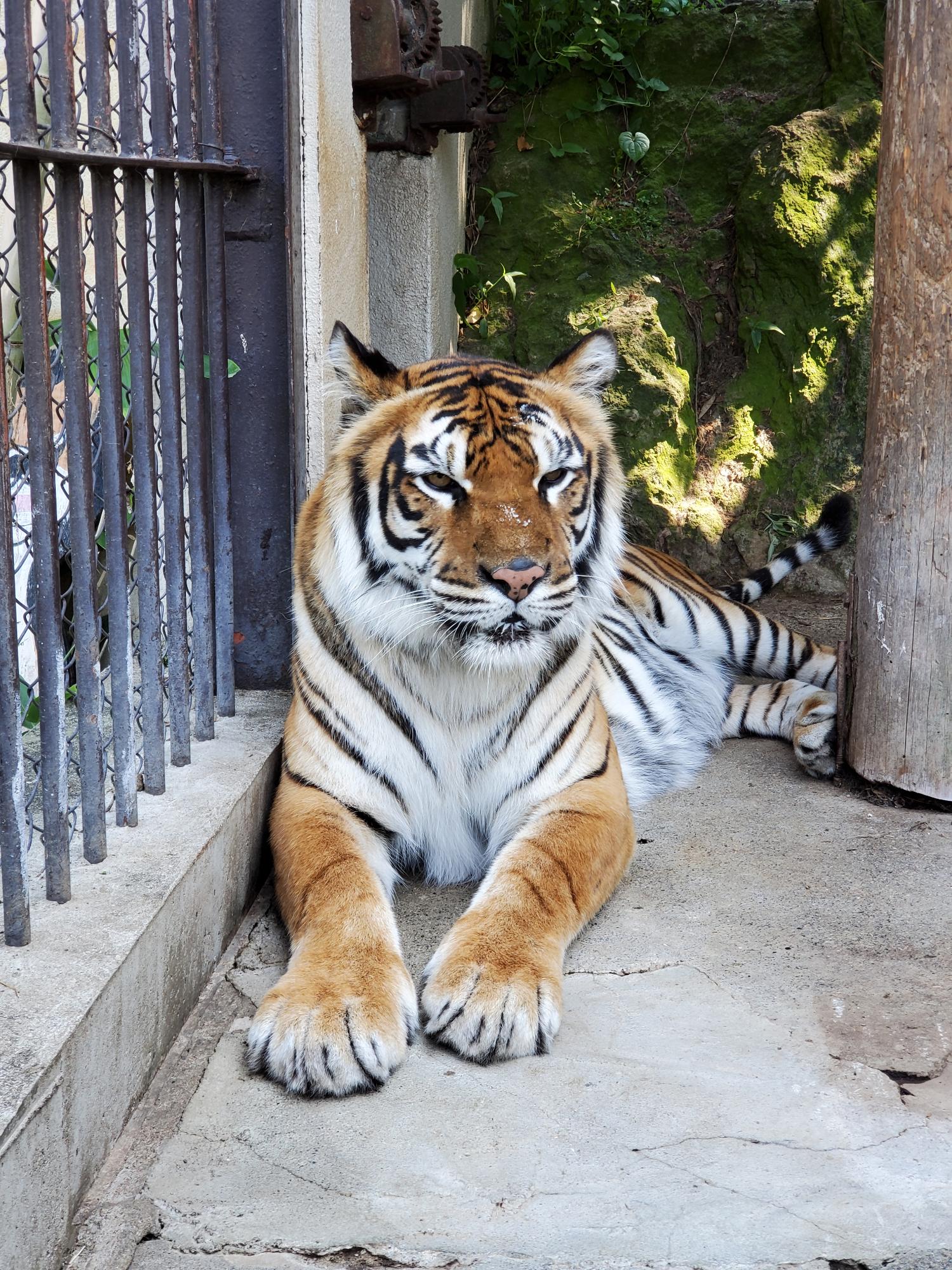ベンガルトラのミオ。トラ舎の端で寝そべりながらどこか遠くを見ている。