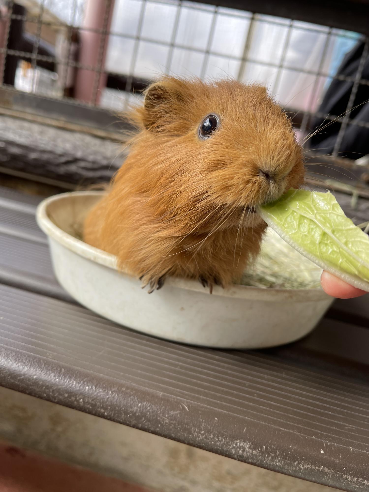 モルモット。茶色のモルモットお皿のような入れ物に入っていて、飼育員の手から白菜を食べている。
