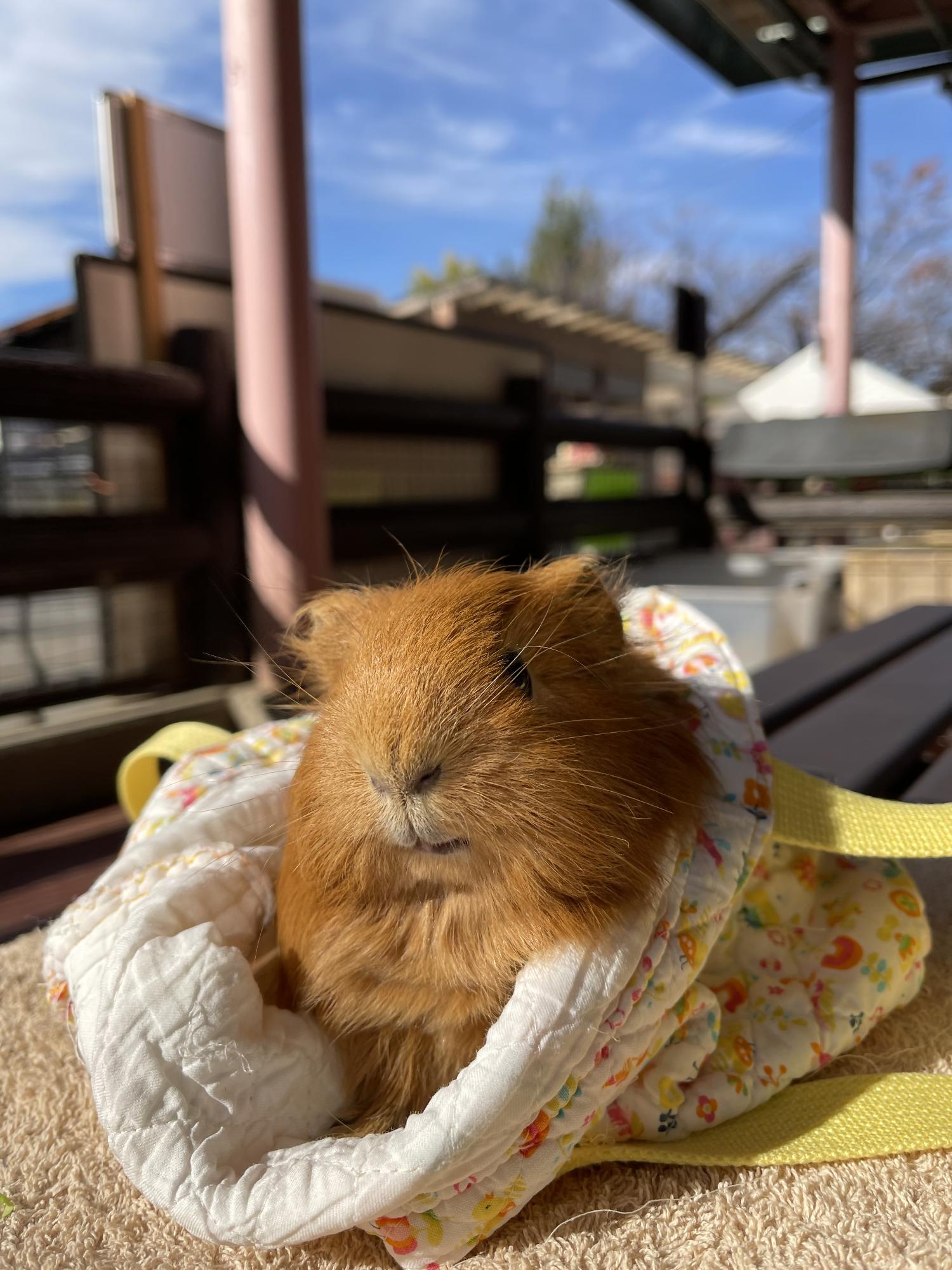 モルモット。茶色のモルモットが、来園者がふれあいの際につかうモルモット袋に入っている。
