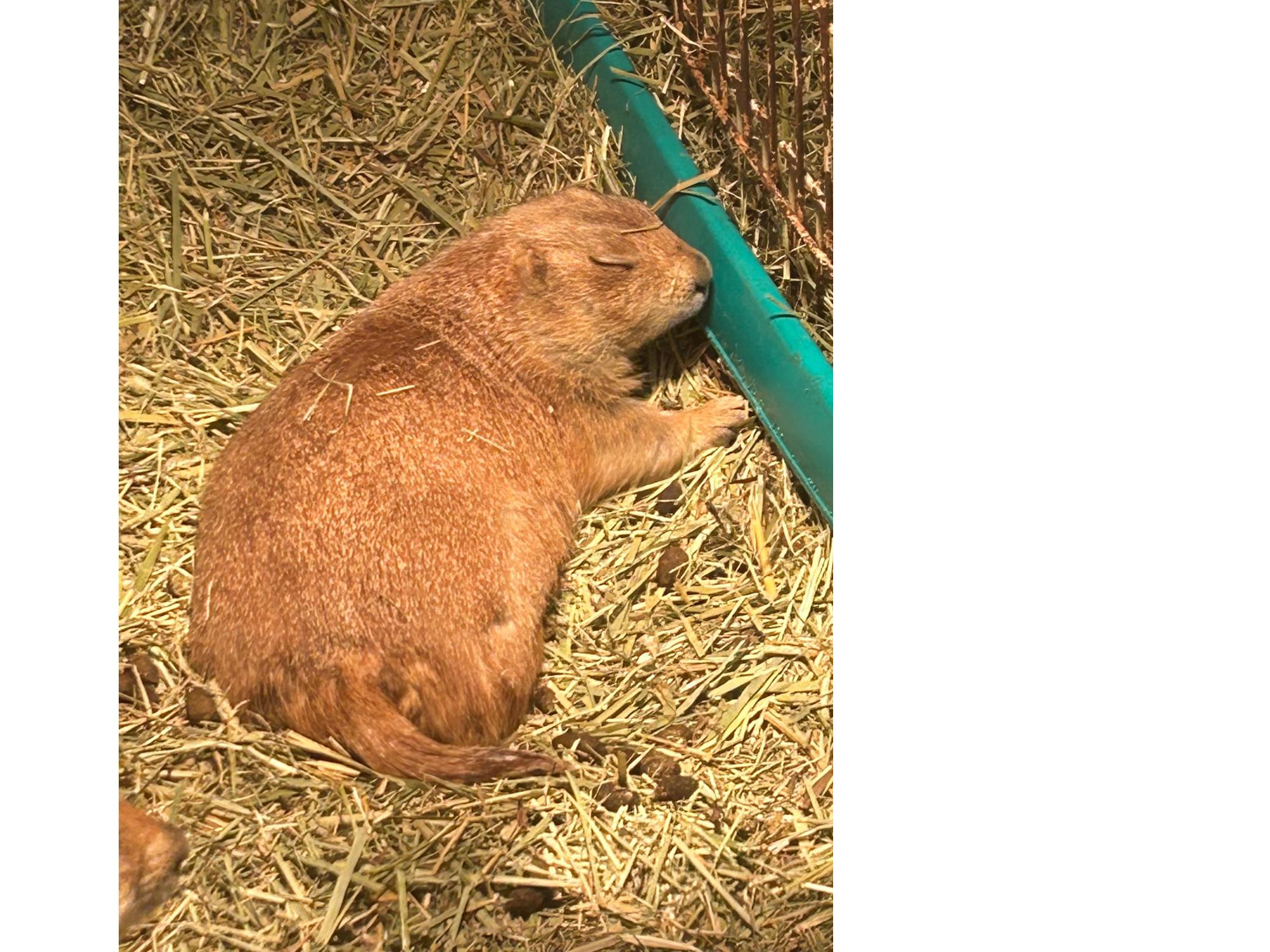 プレーリードッグ。藁の上で寝て居る。大きなお尻に小さなシッポがかわいい。