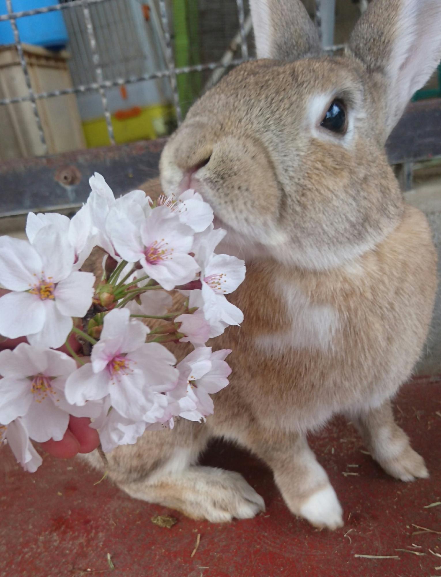うさぎが桜の花を食べようとしている。