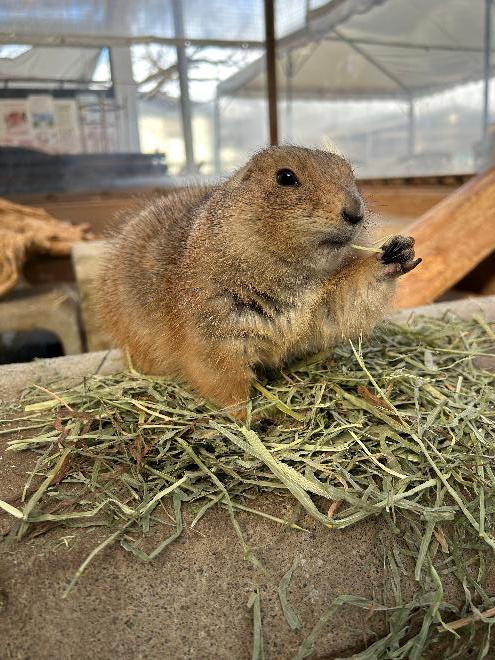 プレーリードッグ