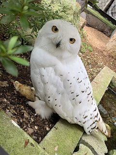 シロフクロウのムースの写真