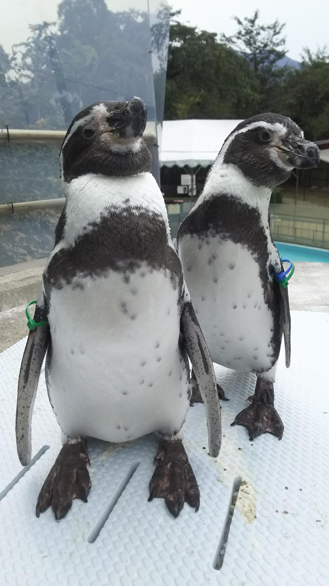ペンギン