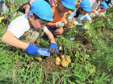 畑で園児が一列に座り、各々じゃがいも堀りをしている様子。一番手前の園児は7つのじゃがいもを掘りだし土の上に置いています。