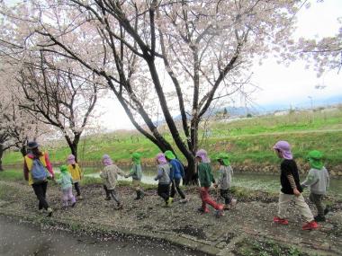 桜並木の奥に緑の畑が広がる風景。桜が散る中を園児が2人ずつ手をつなぎ、桜並木を歩いている。
