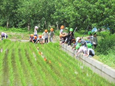 水を張った田んぼの奥に果樹園が広がっている風景です。あぜ道に座った園児たちが田んぼをのぞき、オタマジャクシを探しています。
