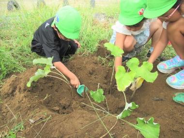 相之島保育園の菜園で、3人の園児がスコップでごぼうの根元の土を掘っている様子。慎重に根元を掘っています。