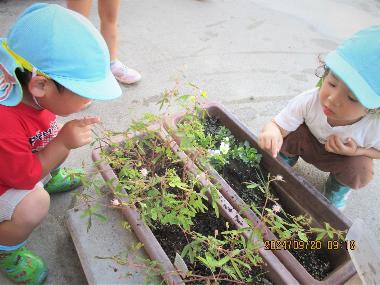 オジギソウが植えられた2つのプランターに2人の園児。不思議そうにオジギソウを観察しながら、手で触れる写真。