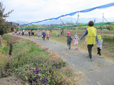 井上保育園の異年齢散歩風景。園のそばのブドウ畑に囲まれた道を、大きい子が小さい子と手をつなぎ歩いている様子。