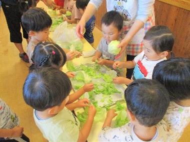 保育室の机の上にキャベツがあり、机を囲むように園児たちがいる。給食のキャベツを手でちぎっている様子。